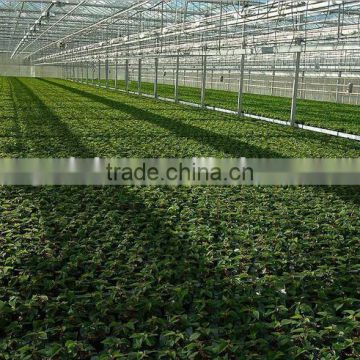 Glass multi-Span agricultural greenhouse for tomato