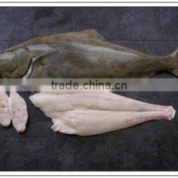 Halibut