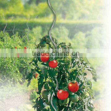 galvanized growing tomato spiral for climbing plant