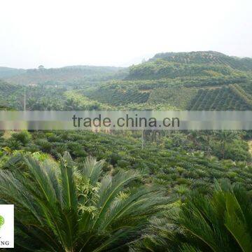 Cycas Revoluta Multi Branches photo-3