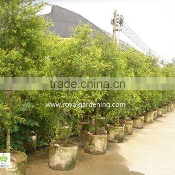 Melaleuca Bracteata Ornamental Plants photo-2