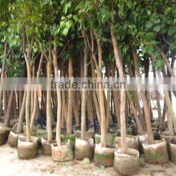 Ficus Religiosa india tree
