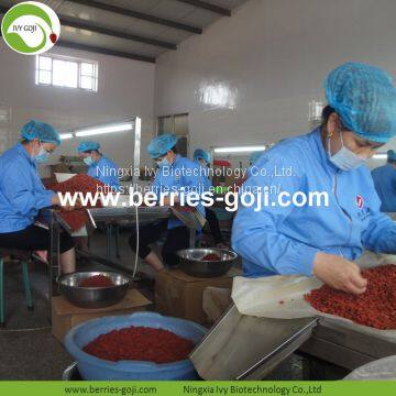 Factory Supply Nutrition Dried Chinese Wolfberry photo-4