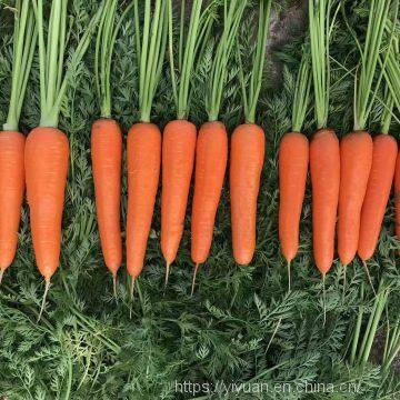 Vegetable Seeds Fresh Carrots Seeds for Sale No.84 photo-3