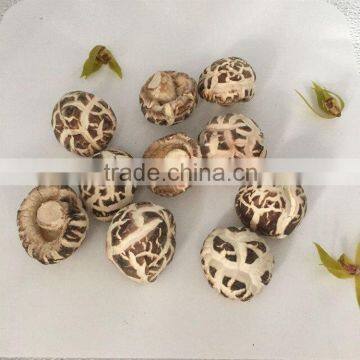 Dried Lentinus Edodes photo-6