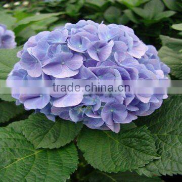 Blue hydrangea