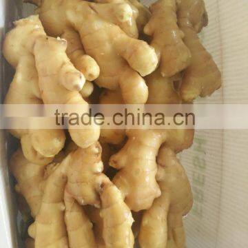 Fresh Ginger photo-6