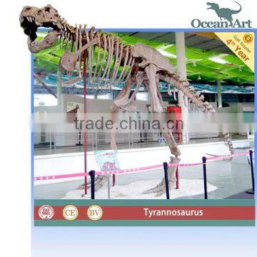 Life Size Museum Animatronic Dinosaur Skeletons photo-6