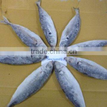 HIGH QUALITY FROZEN HARD TAIL SCAD FAIR PRICES