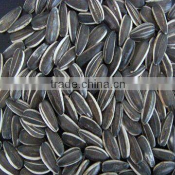 sunflower seeds long shape