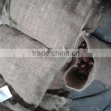 Dandong Fresh Chestnut 40-60 Fresh Chinese Chestnut for Sale photo-2