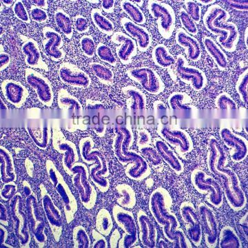 Medical Science Subject and Biological Tissue cells slide prepared slides in human histology