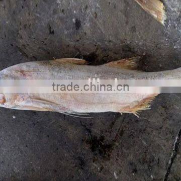 new seafood frozen whole king threadfin fish