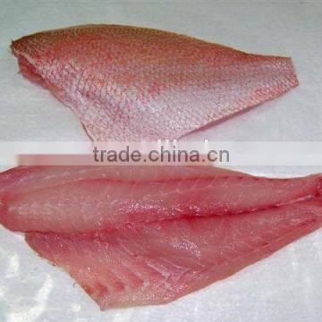 frozen fresh red snapper fish fillet