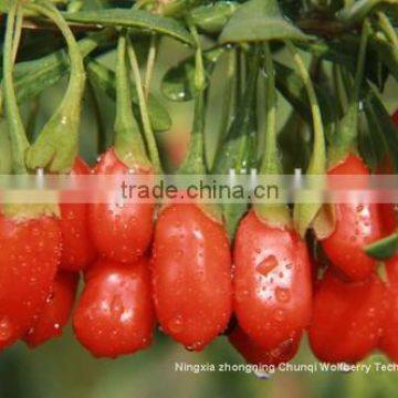 Ningxia Goji/Gojiberry of 2014