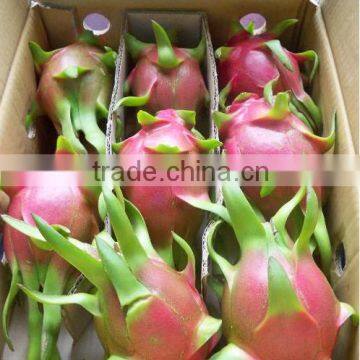 SELL DRAGON FRUIT, GOOD PRICE AND GOOD QUALITY