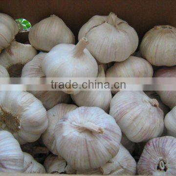 2013 chinese fresh garlic