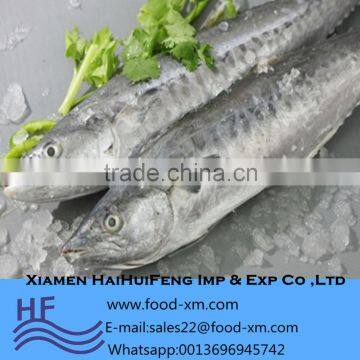 Frozen seafood fish Spanish mackerel wholesale