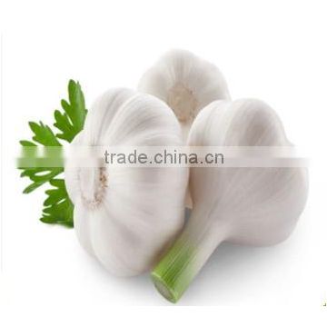 Laiwu 5.5 natural white fresh garlic