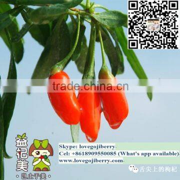 Good quality goji berry