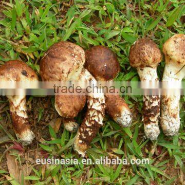 FRESH MATSUTAKE FROM CHINA