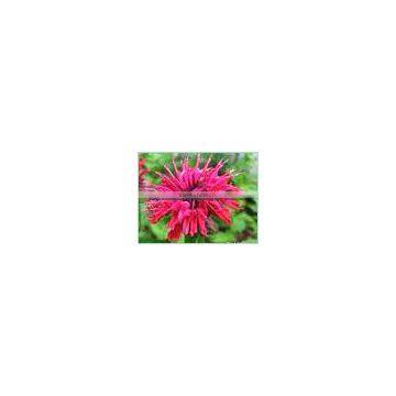 Bergamot Oil