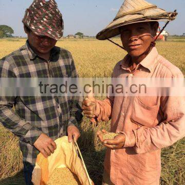 Paddy Rice Harvest Machine photo-3