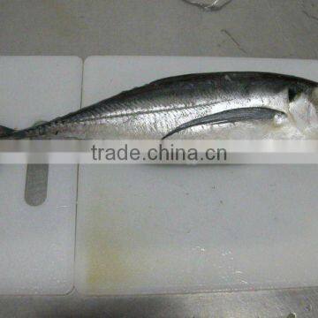 Sea Frozen Whole Round Horse Mackerel