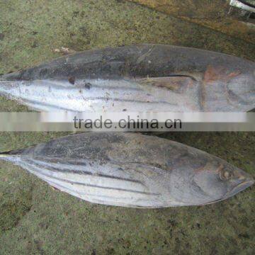 frozen skipjack tuna whole round