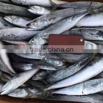 Seafood WR Frozen Mackerel Fish photo-2