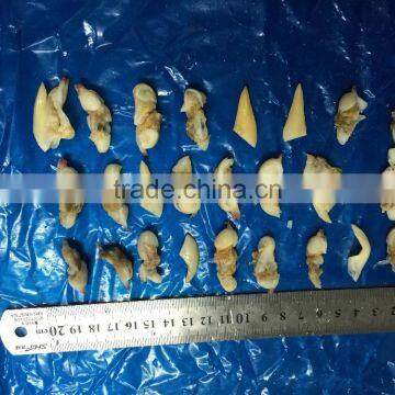 BQF Suff Clam Meat for USA Market photo-4