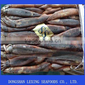 frozen WR illex argentina squid