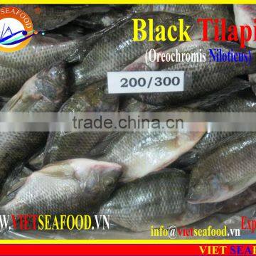 FROZEN BLACK TILAPIA WHOLE ROUND photo-3