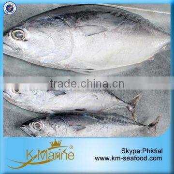 Carton or Woven Bag Packed Fat Content 16%-18% Frozened Bonito Fish Auxis Thazard