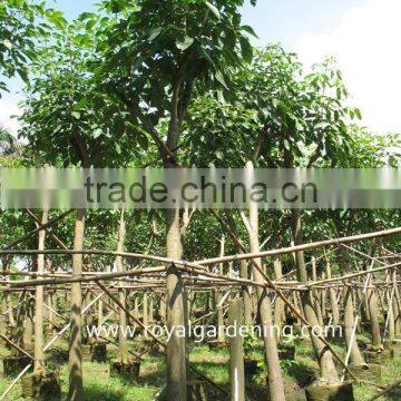 Tabebuia rosea landscaping tree pinky flower tree