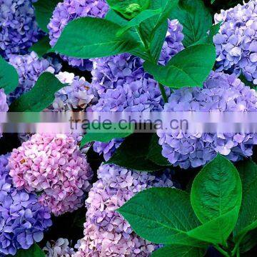 Hot Sale Fresh Cut Flower Hydrangea for Wedding Decoration photo-5