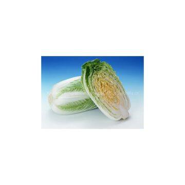 Chinese Cabbage photo-2