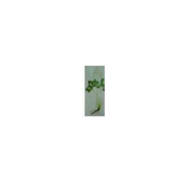 Sell Epimedium PE