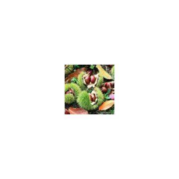 Sell Fresh Chestnut