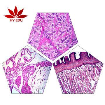High School Study 100pcs Microscope Human Pathology Prepared Slides Set