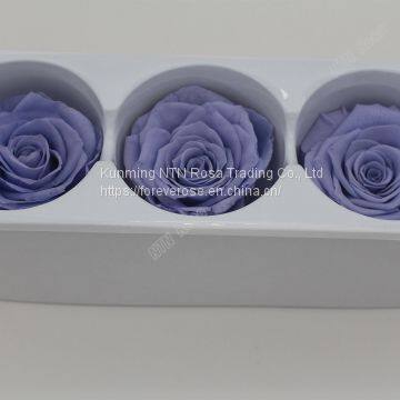 Beautiful Blue Rose for Floral Design Flowers Preservation for Anniversary Decoration