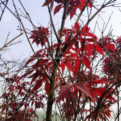1000g Loose Raw Acer Palmatum Seeds Palmate Smooth Japanese Maple Seed for Planting photo-2