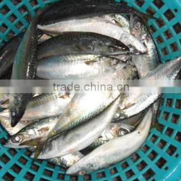 High quality WR frozen pacific mackerel fish 300-500g