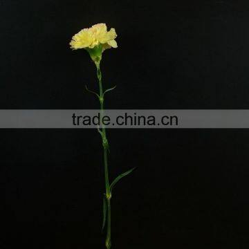 Wide variety unique ornamental carnation flowers