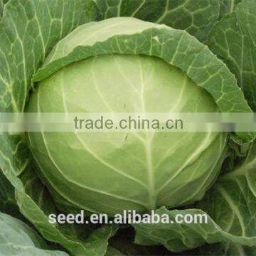 SXG No.3 heat resistant hybrid cabbage seeds for planting