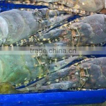 Frozen Lobster Big Size