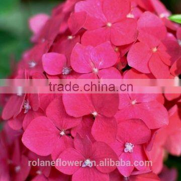 Big Size Natural Hydrangeas Wall Roses Hydrangeas From Kunming, Yunnan photo-6