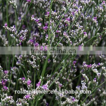 wholesale cut leaves fresh cut Limonium flowers