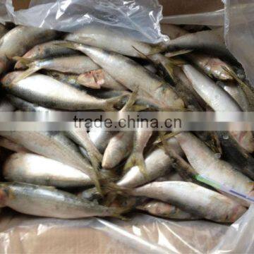 Frozen fish whole round 20-30pcs/kg for canned sardine