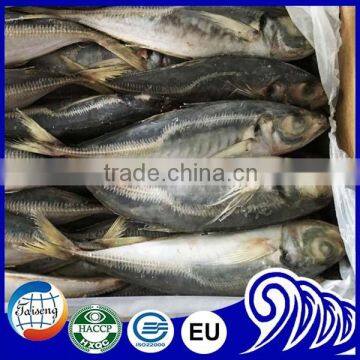 25cm+ Horse Mackerel (Trachurus japonicus)